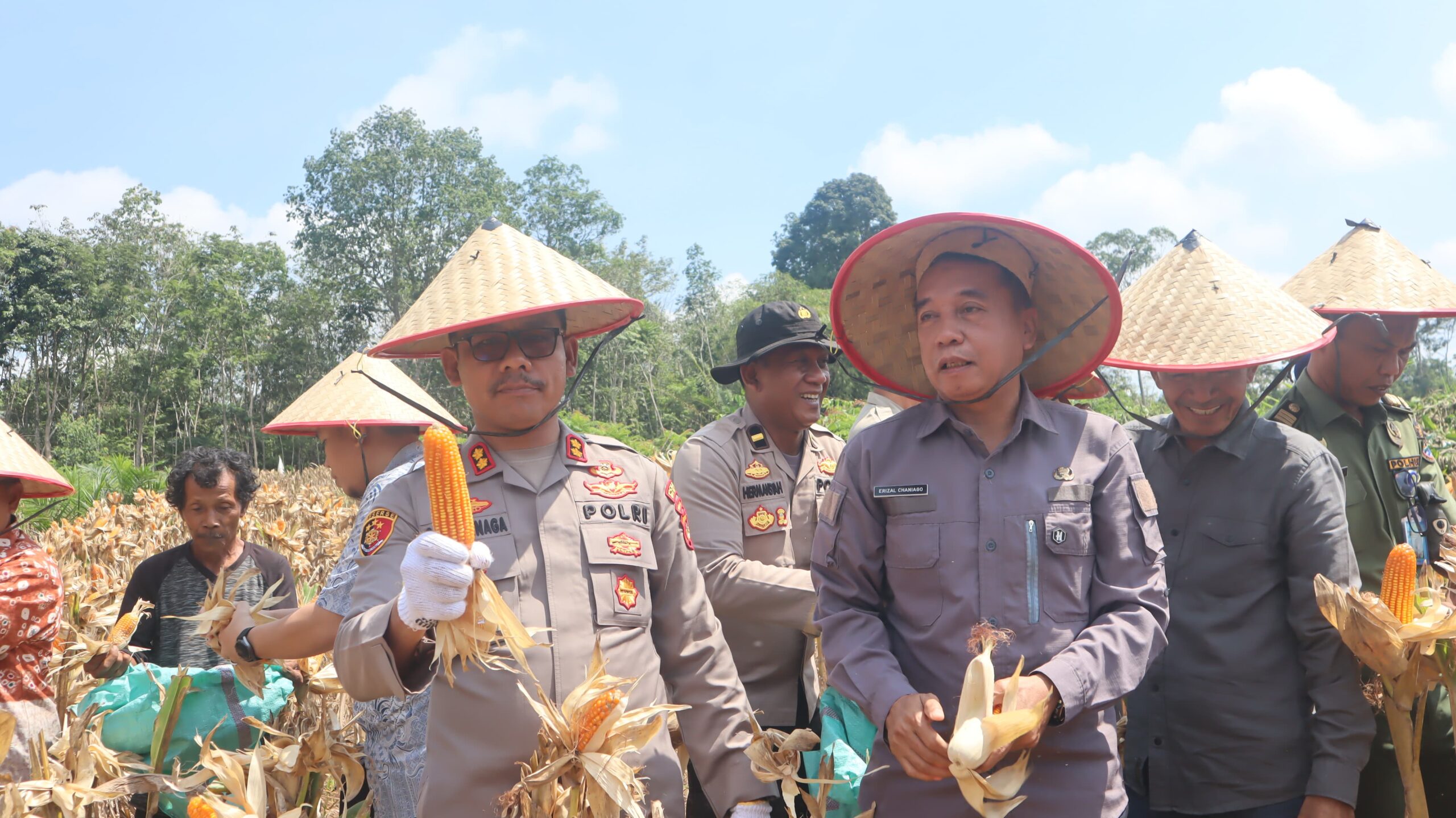 Polres Muba Panen Raya Jagung Serentak di Desa Tebing Bulang Dukung Swasembada Pangan 2025