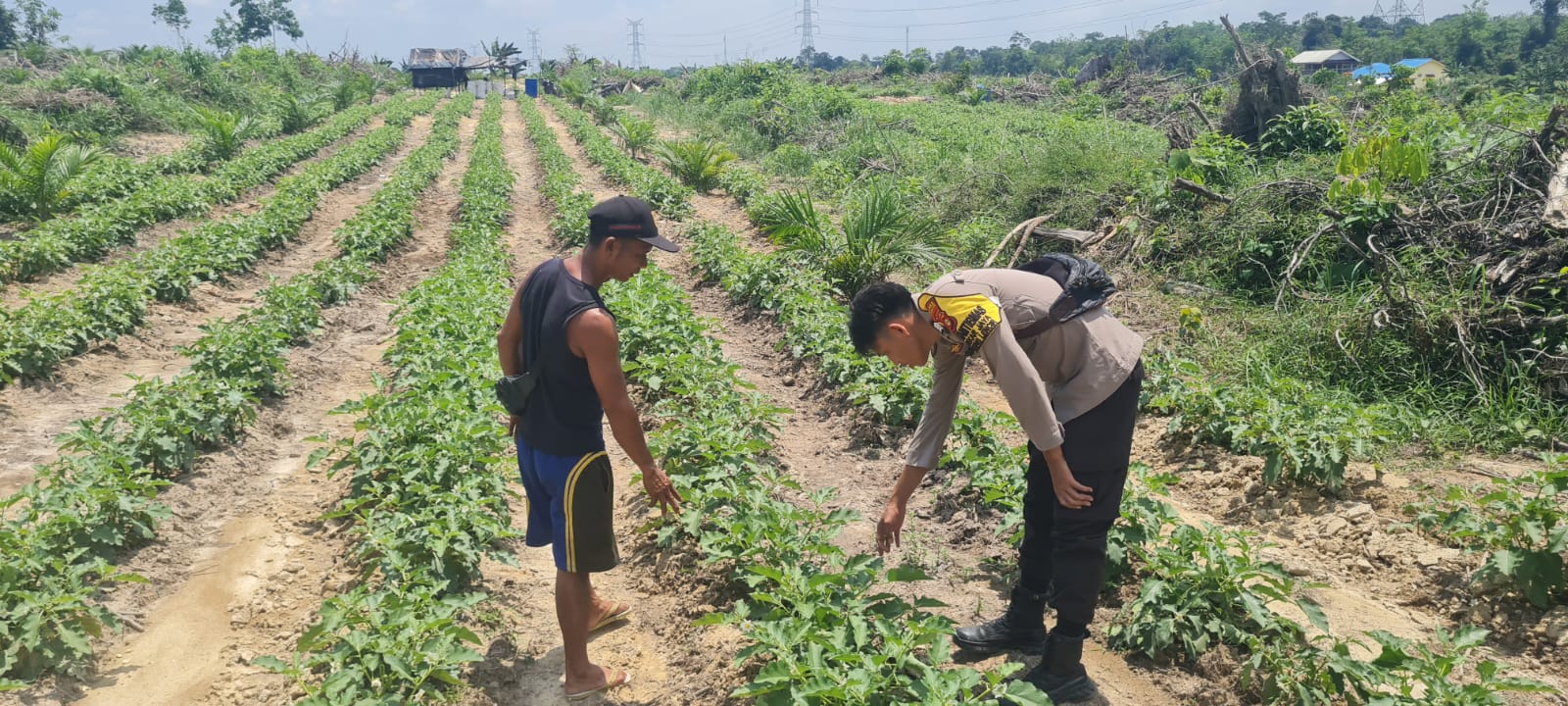 Bhabinkamtibmas Polsek Cek Lahan Terong di Desa Mekar Jaya