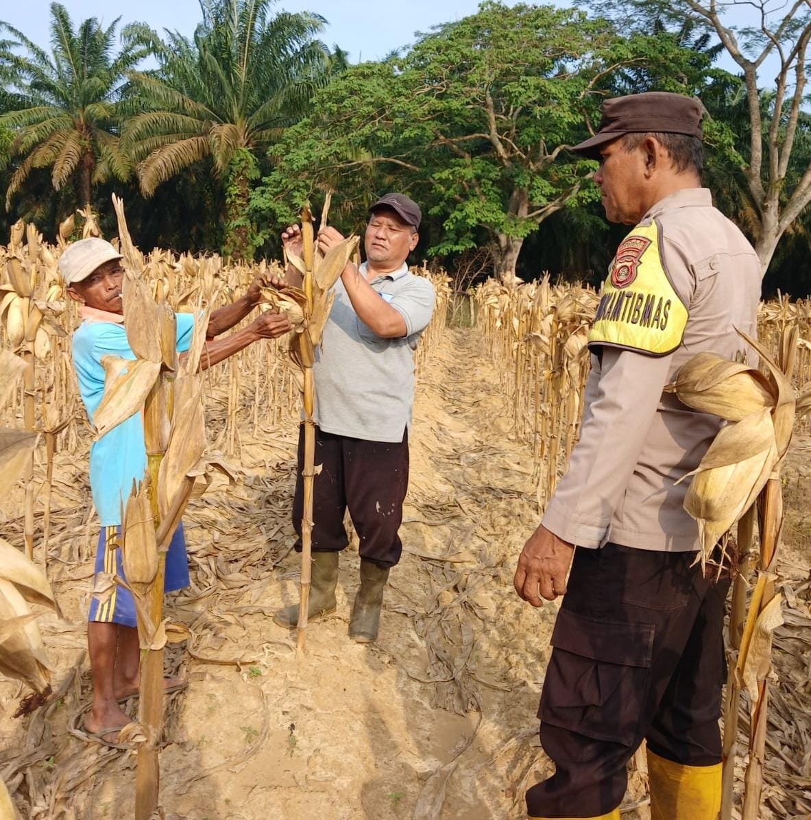 Panen Jagung Program 1 Desa 1 Hektare, Polsek Lais Dukung Ketahanan Pangan Nasional
