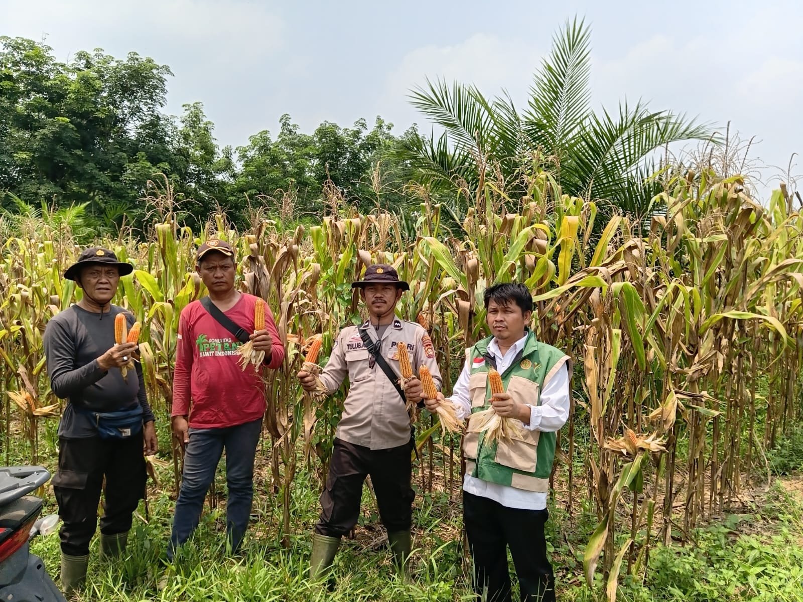 Polsek Sanga Desa Panen Raya Jagung Kuartal II, Dukung Swasembada Pangan